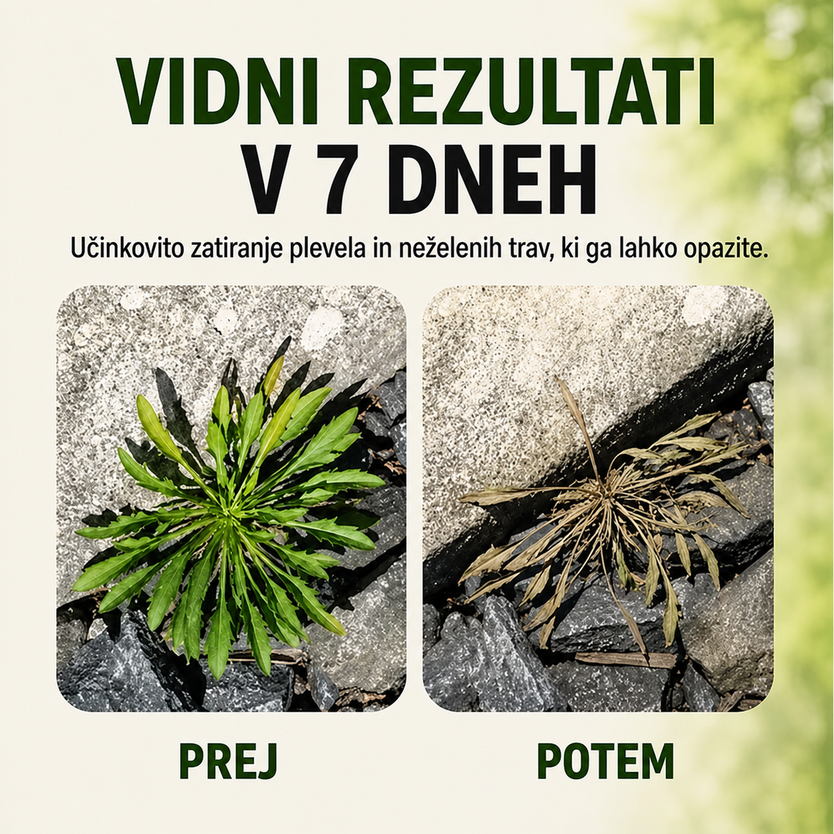 Naturalny spray na chwasty i trawę — zdjęcie 5